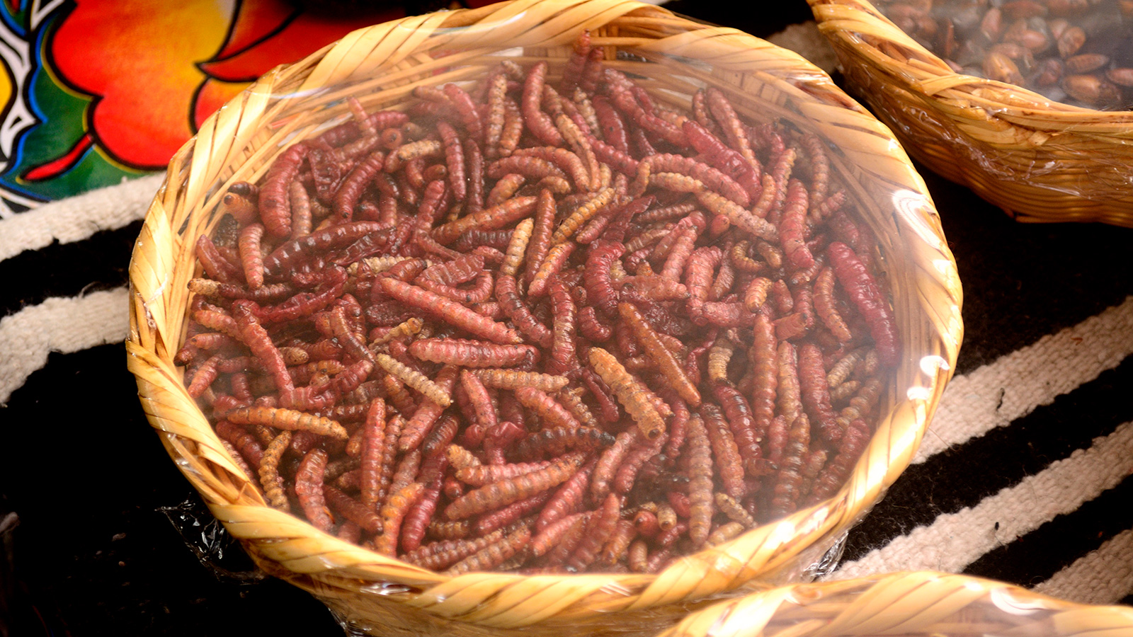 beneficios comer gusanos